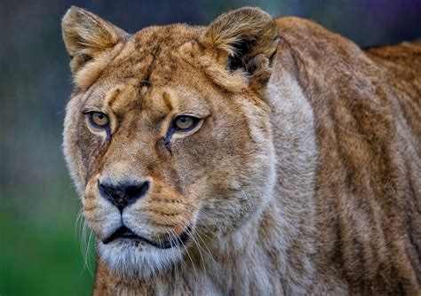 barbary lion death.